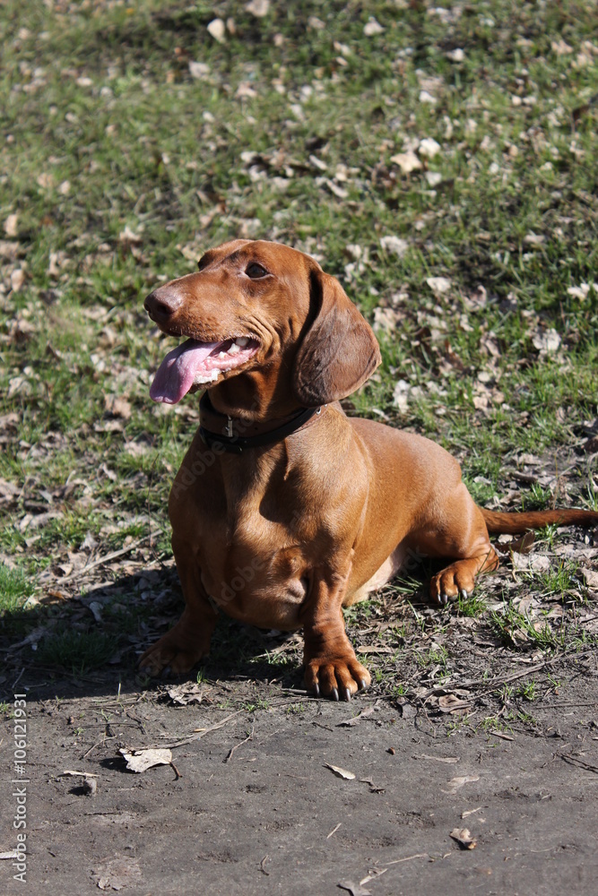 Dog breed dachshund