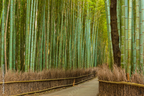 Fototapeta Naklejka Na Ścianę i Meble -  Bamboo forest in Kyoto Japan