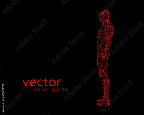 Vector illustration of human body