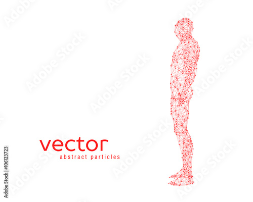 Vector illustration of human body