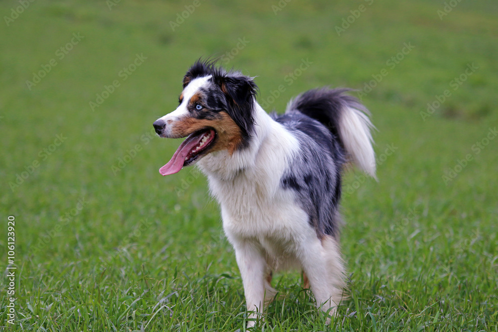 Australian Shepherd