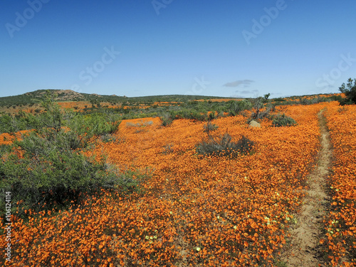 Dimorphotheca Sinuata. Each year the barren semi-desert Namaqual