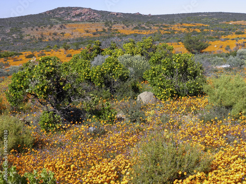 Dimorphotheca Sinuata. Each year the barren semi-desert Namaqual photo