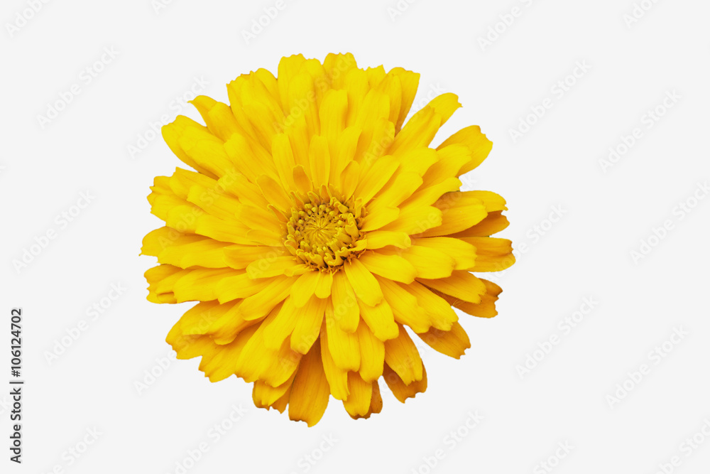 Yellow zinnia isolated on white backgrounds Yellow zinnia isolated on white backgrounds