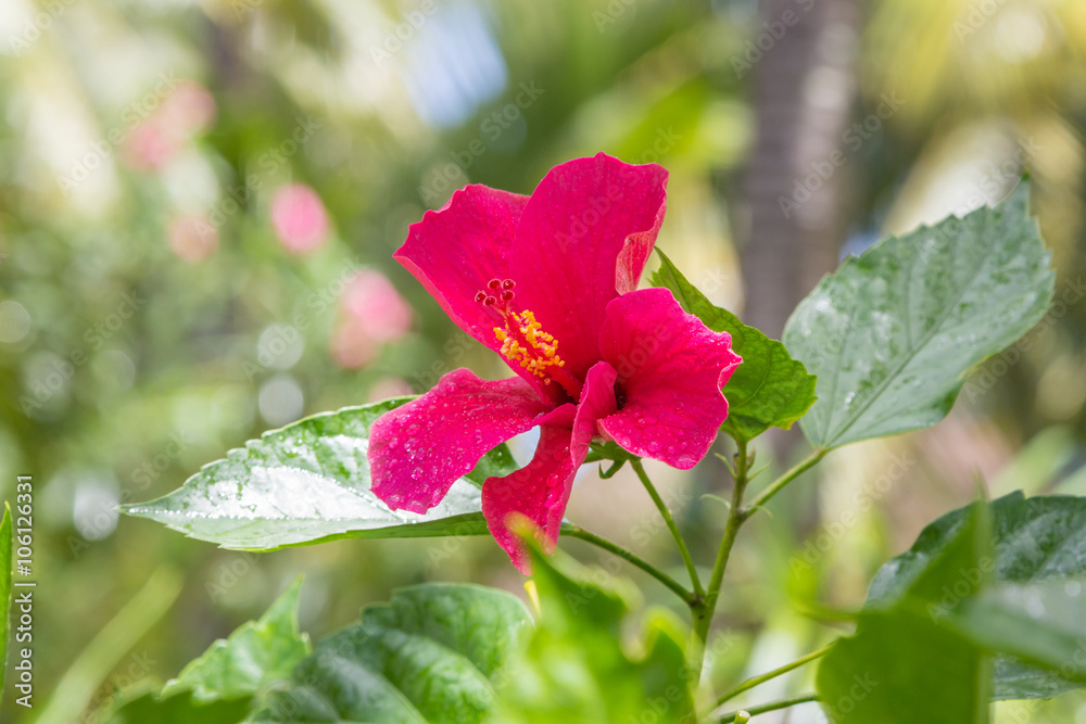 Mauritius Blume Mauritius Blume