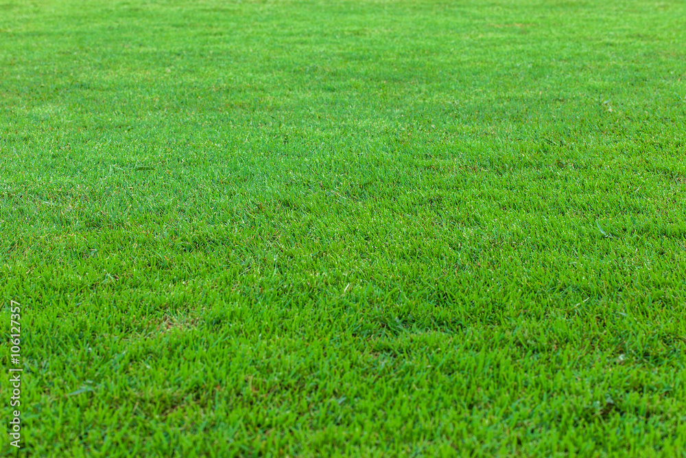 Green grass texture from a field