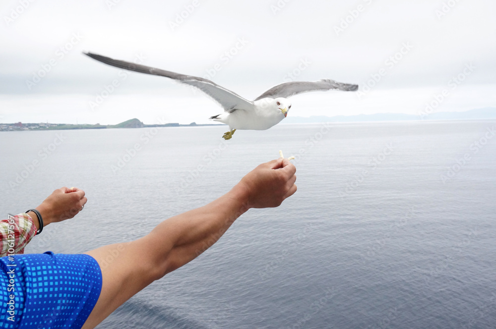 Naklejka premium カモメに餌やり