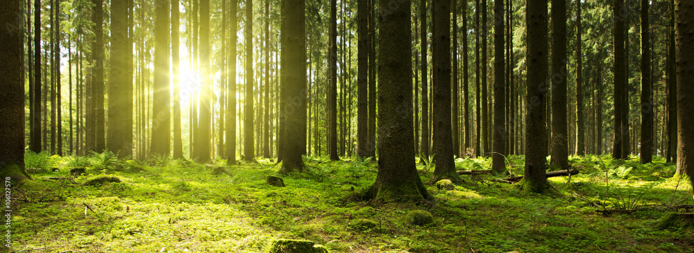 Naklejka premium Światło słoneczne w zielonym lesie.