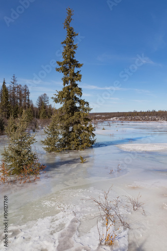 Wallpaper Mural Spruce on the  river  on a clear spring day Torontodigital.ca