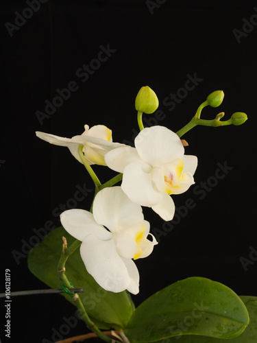 orchids flower phalanopsis  photo