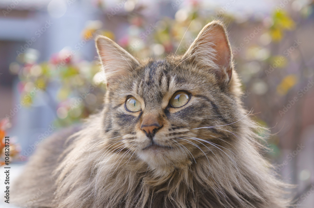 猫 猫