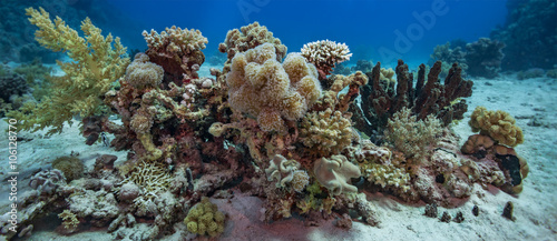 Coral reef garden scene
