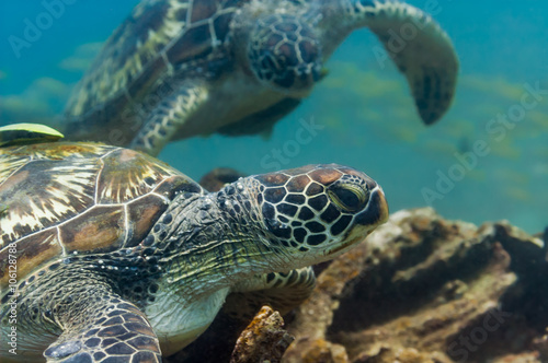 Two green sea turtles underwater © bearacreative