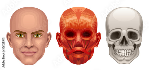 Human head anatomy