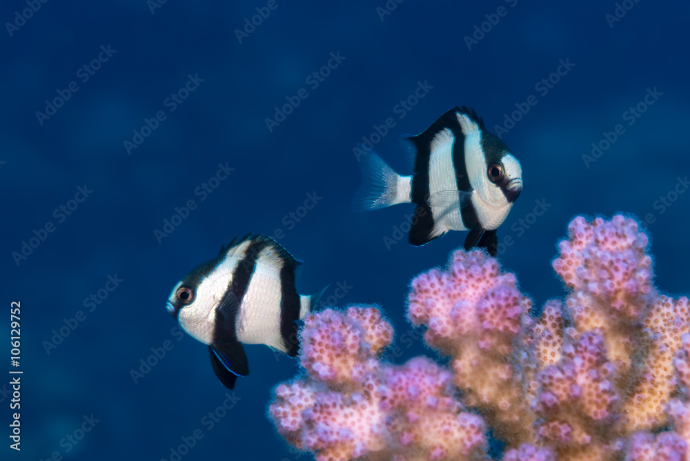 Fototapeta premium Two humbug dascyllus over coral