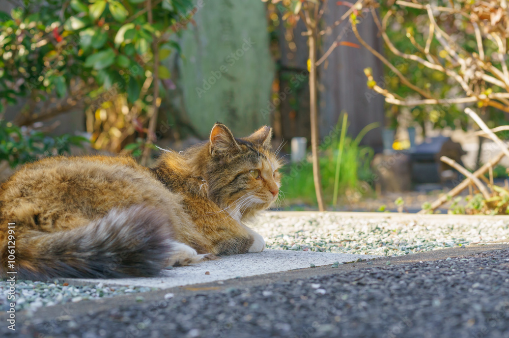 Obraz premium 猫