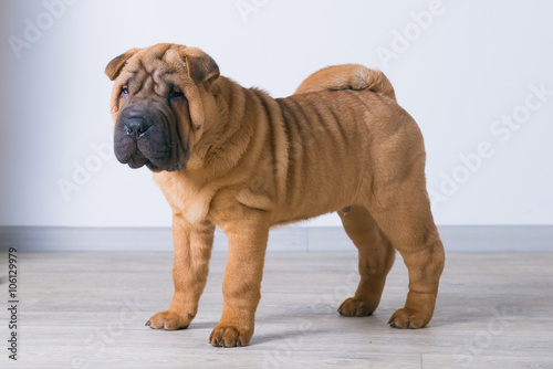 Sharpei dog. 3 months, shar pei puppy
