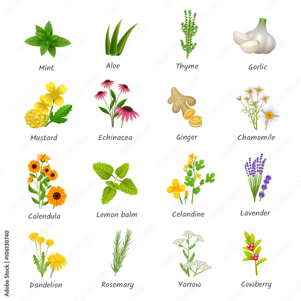 Obraz premium Medicinal Herbs Plants Flat Icons Set