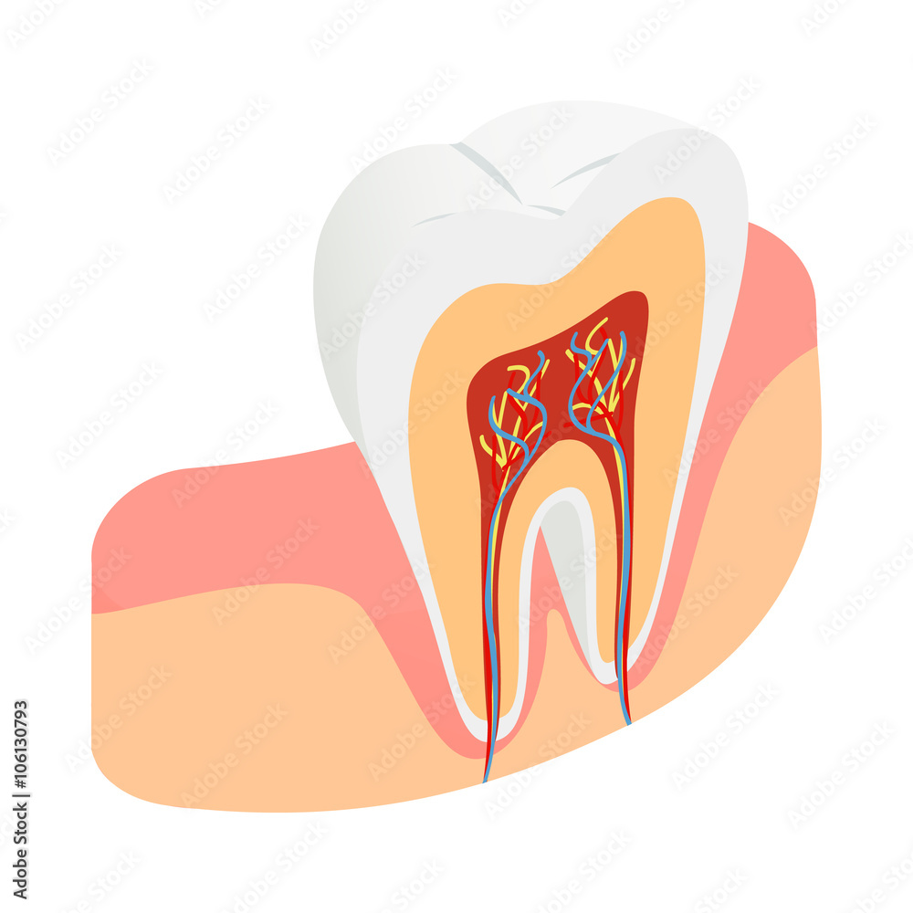 Tooth cross section icon, isometric 3d style Tooth cross section icon, isometric 3d style
