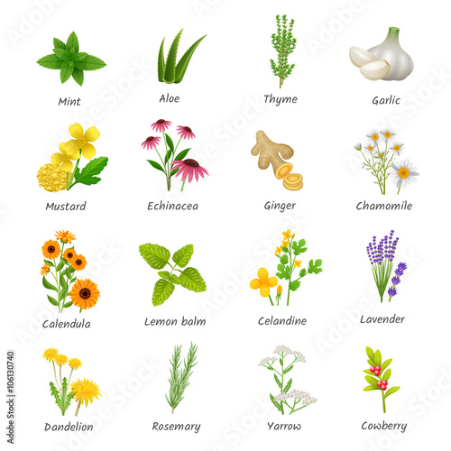 Medicinal  Herbs Plants Flat Icons Set