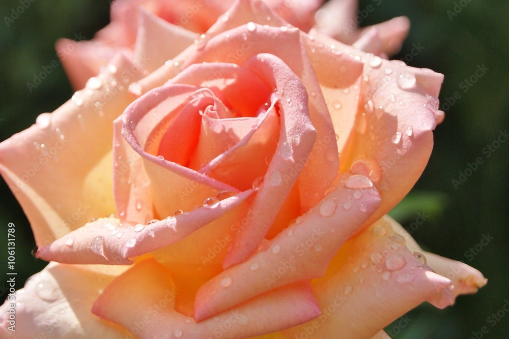 Close-up image of a colourful pink rose bloom. Close-up image of a colourful pink rose bloom.