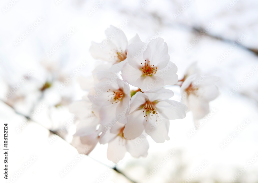 桜 桜