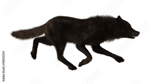 Black Wolf on White