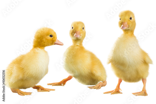 Yellow fluffy ducklings
