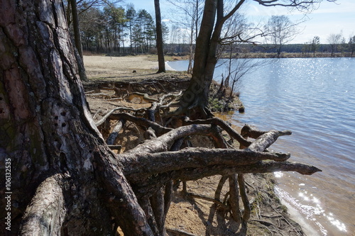 roots of an undermined tree on the edge of the lake