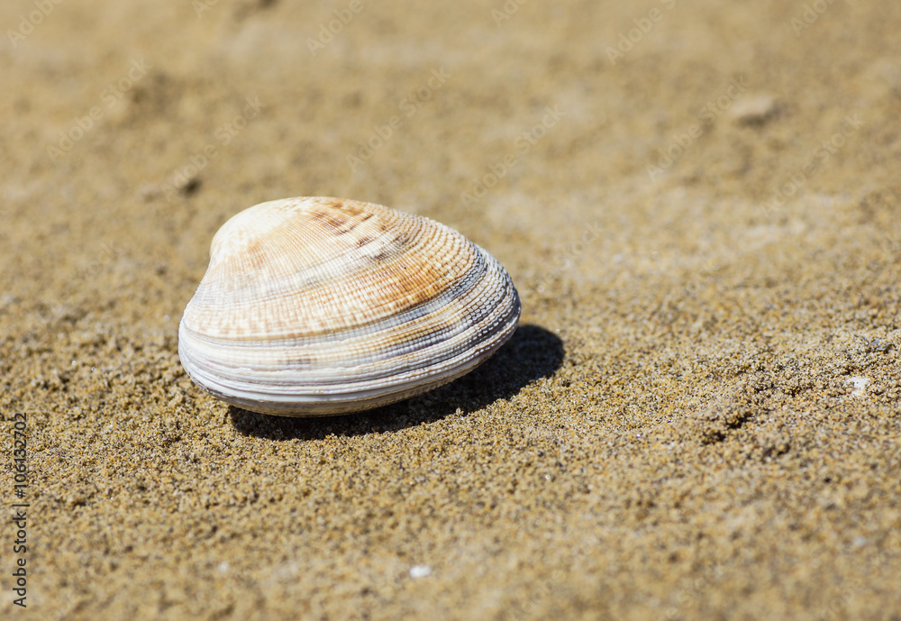 geschlossene Muschel am Strand