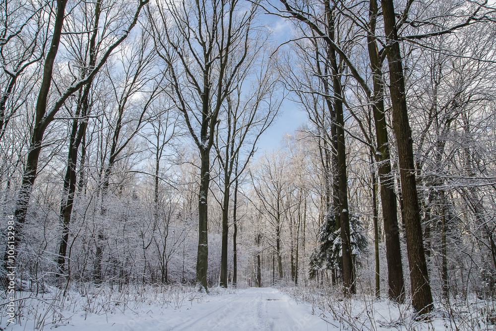 Forest in winter