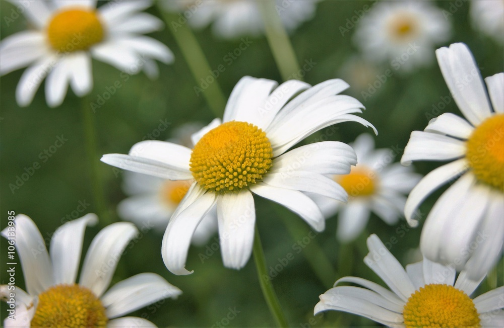 Fototapeta premium Close-up image of Oxeye Daisies (Leucanthemum vulgare).