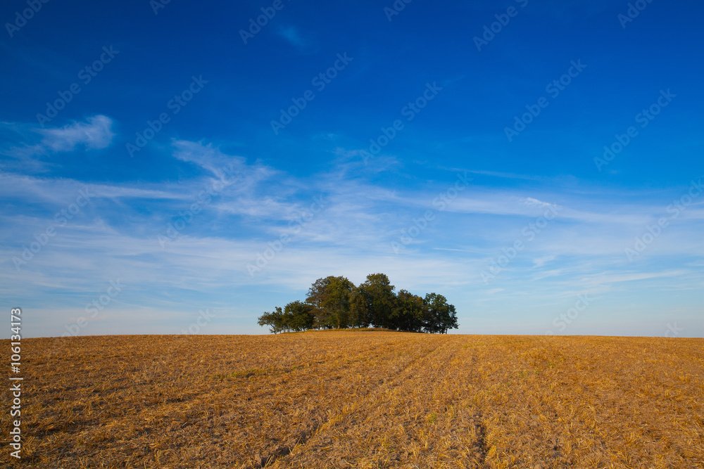 Obraz premium Island full of trees in the middle field
