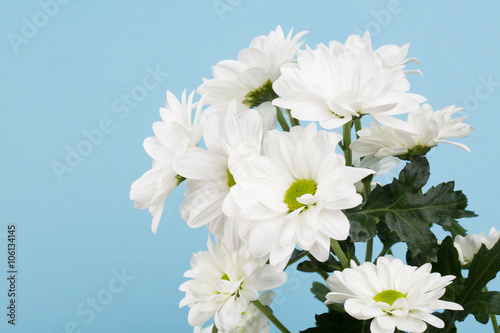 Single white Chrysanthemum on blue textured background
