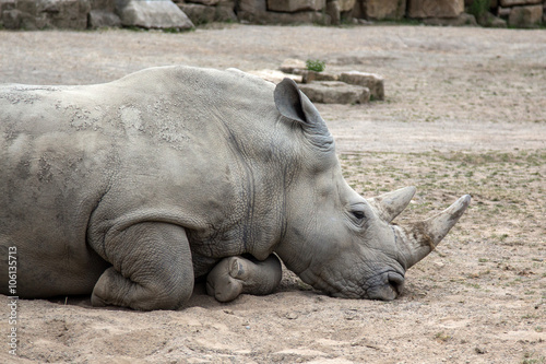 Rino di profilo