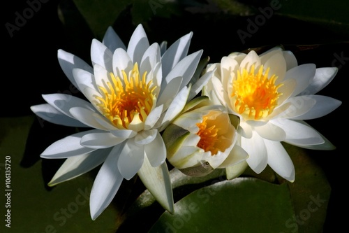 Waterlilies