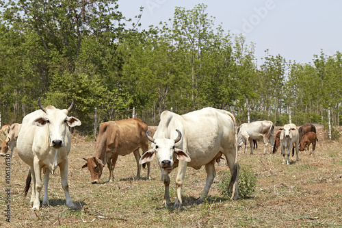 Herd of cows , thailand © 1981 Rustic Studio