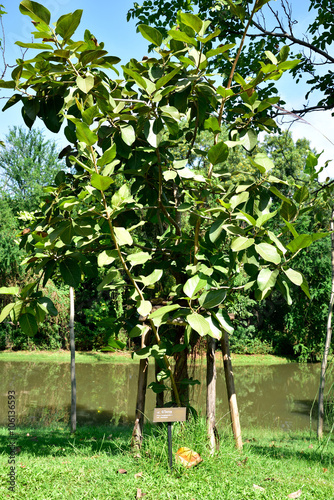 Ficus benghalensis