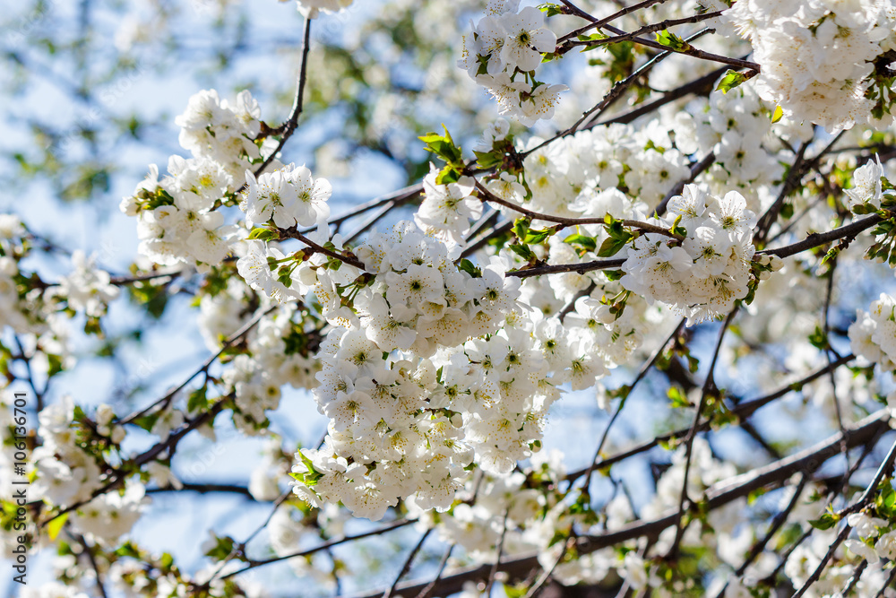 flowers of apple tree on a bulr background flowers of apple tree on a bulr background