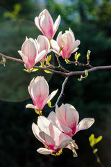 Keuken achterwand Magnolia Magnoliabloemen op vage achtergrond  © Pellinni