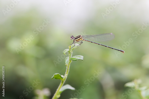 dragonfly 21