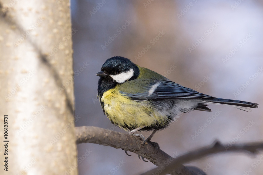 Fototapeta premium bird on a branch