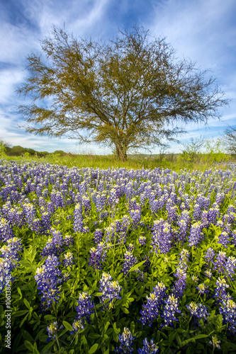 Wallpaper Mural Texas bluebonnet field and lone tree at Muleshoe Bend Recreation, Austin, TX Torontodigital.ca