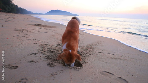 dog playing and digging on sea beach  photo