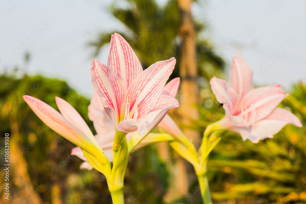 Fototapeta premium flower pink