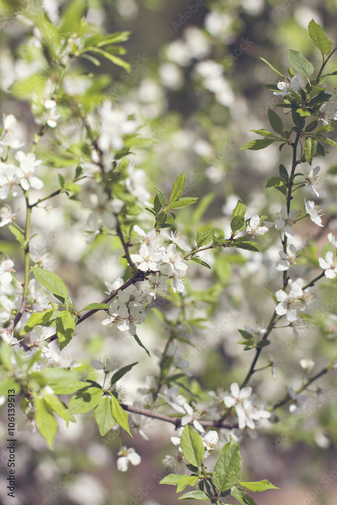 Beautiful white flowering shrub Spirea aguta Beautiful white flowering shrub Spirea aguta