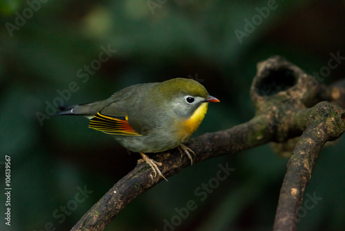 Red-billed leiothrix, chinese nightingale