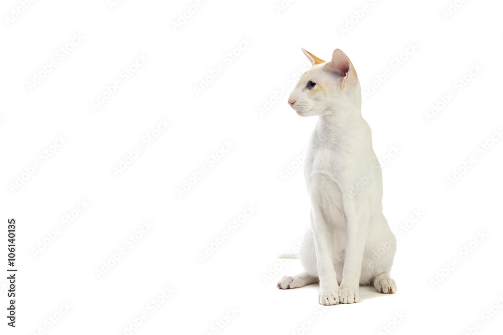 Purebred cute siamese cat studio shot