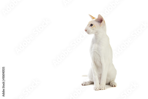 Purebred cute siamese cat studio shot