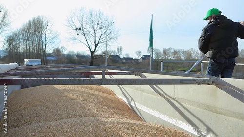 Farmer Sampling Harvested Corn Grain. Freshly Harvested Corn Grains.
Farmer taking samples of corn for grain moisture testing.